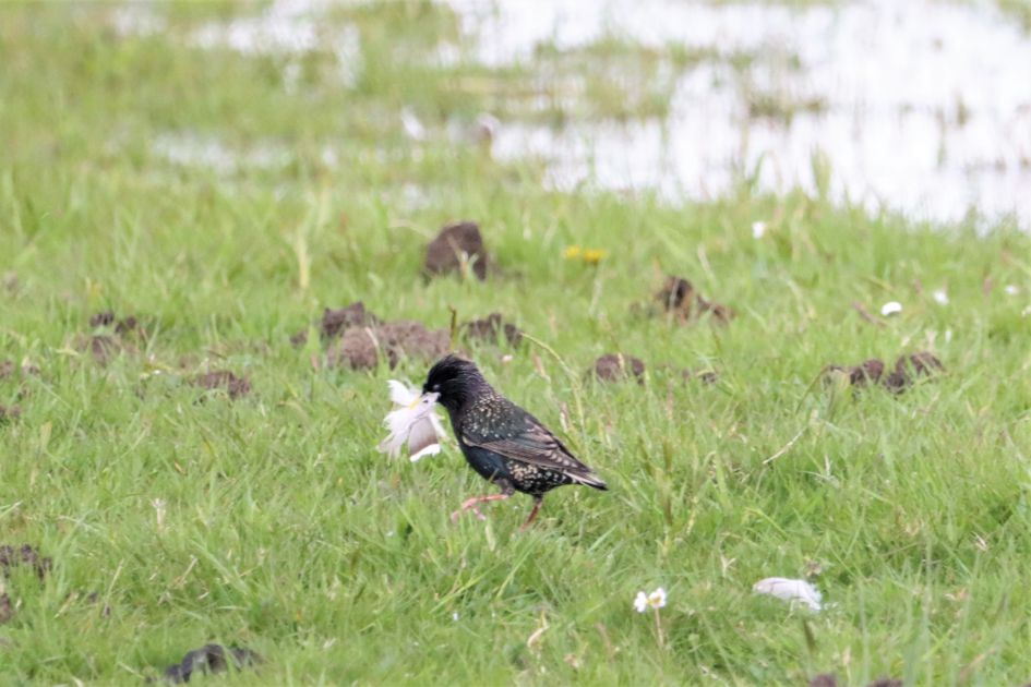 Voor mij onbekende vogel